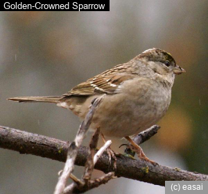 Golden-Crowned Sparrow, Zonotrichia atricapilla