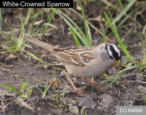 White-Crowned Sparrow, Zonotrichia leucophrys