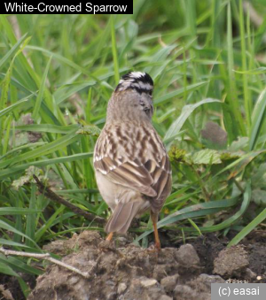 White-Crowned Sparrow, Zonotrichia leucophrys